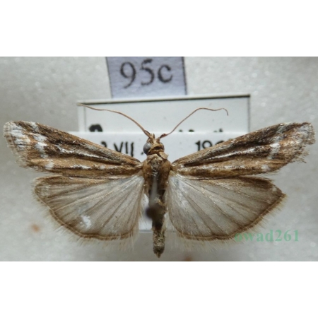Pempeliella ornatella (Denis & Schiffermüller, 1775) Czech95c